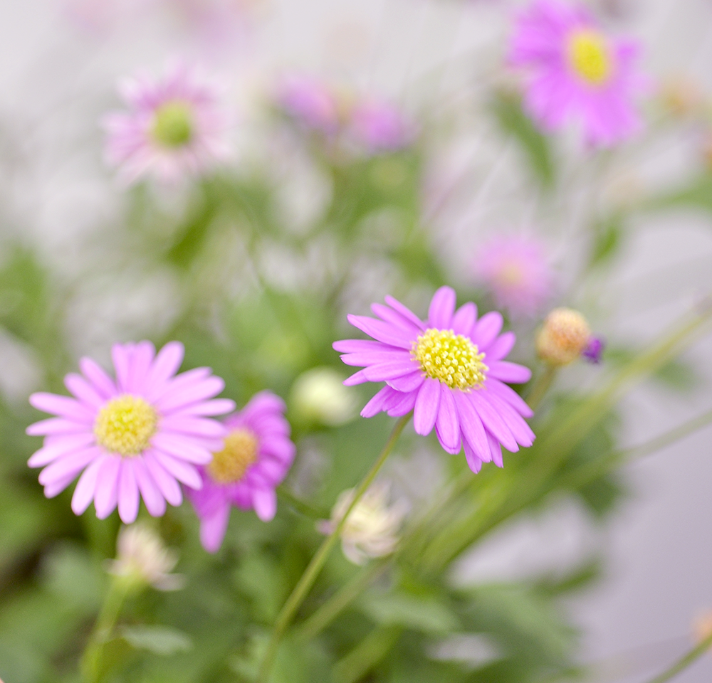 Daisee Plantable Greeting Card