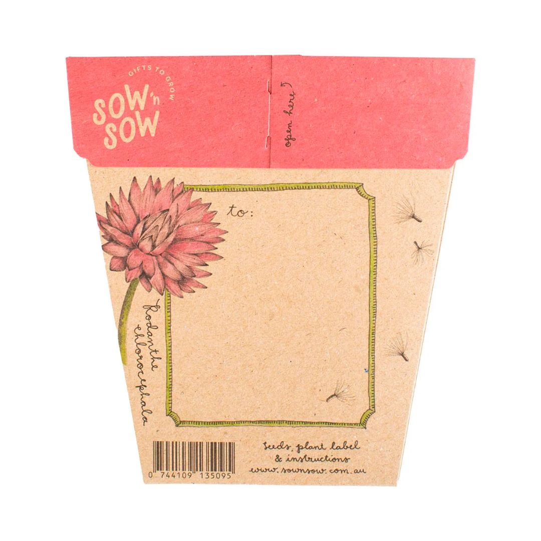 Gift of Seeds - Everlasting Daisy