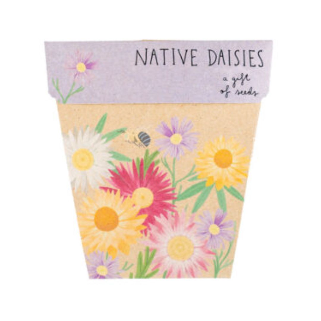 Gift of Seeds - Native Daisies