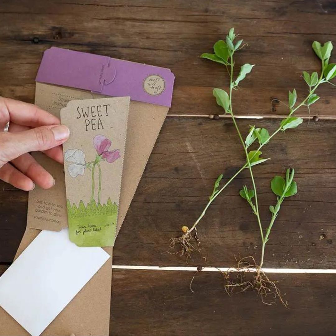 Gift of Seeds - Sweet Pea