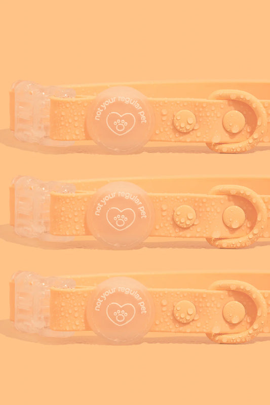 Tangerine Waterproof Collar