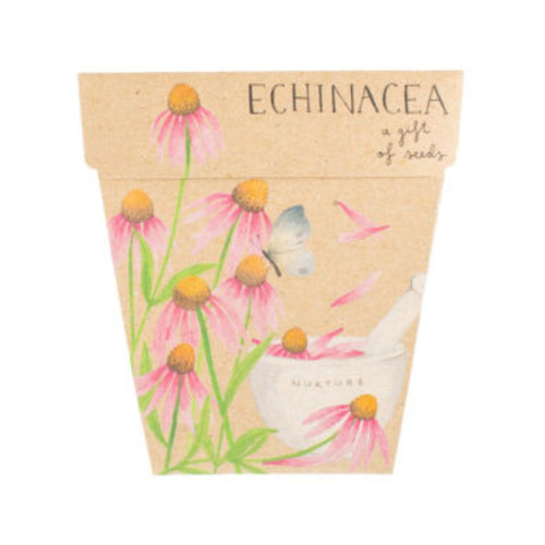 Geschenk der Samen – Echinacea