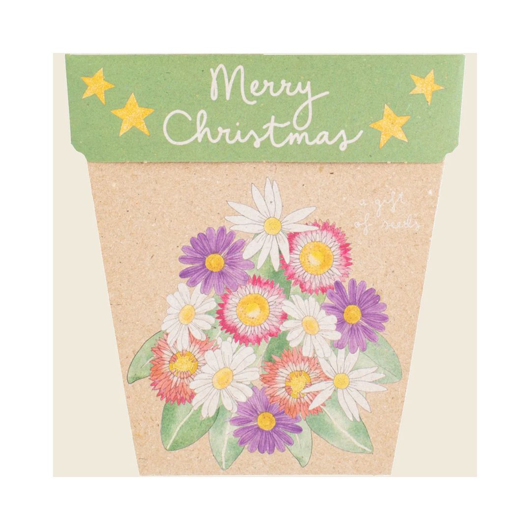 Gift of Seeds - Christmas Native Daisies