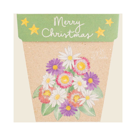 Gift of Seeds - Christmas Native Daisies