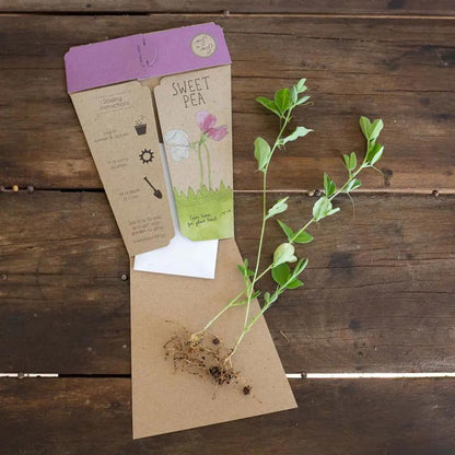 Geschenk der Samen - Duftwicke