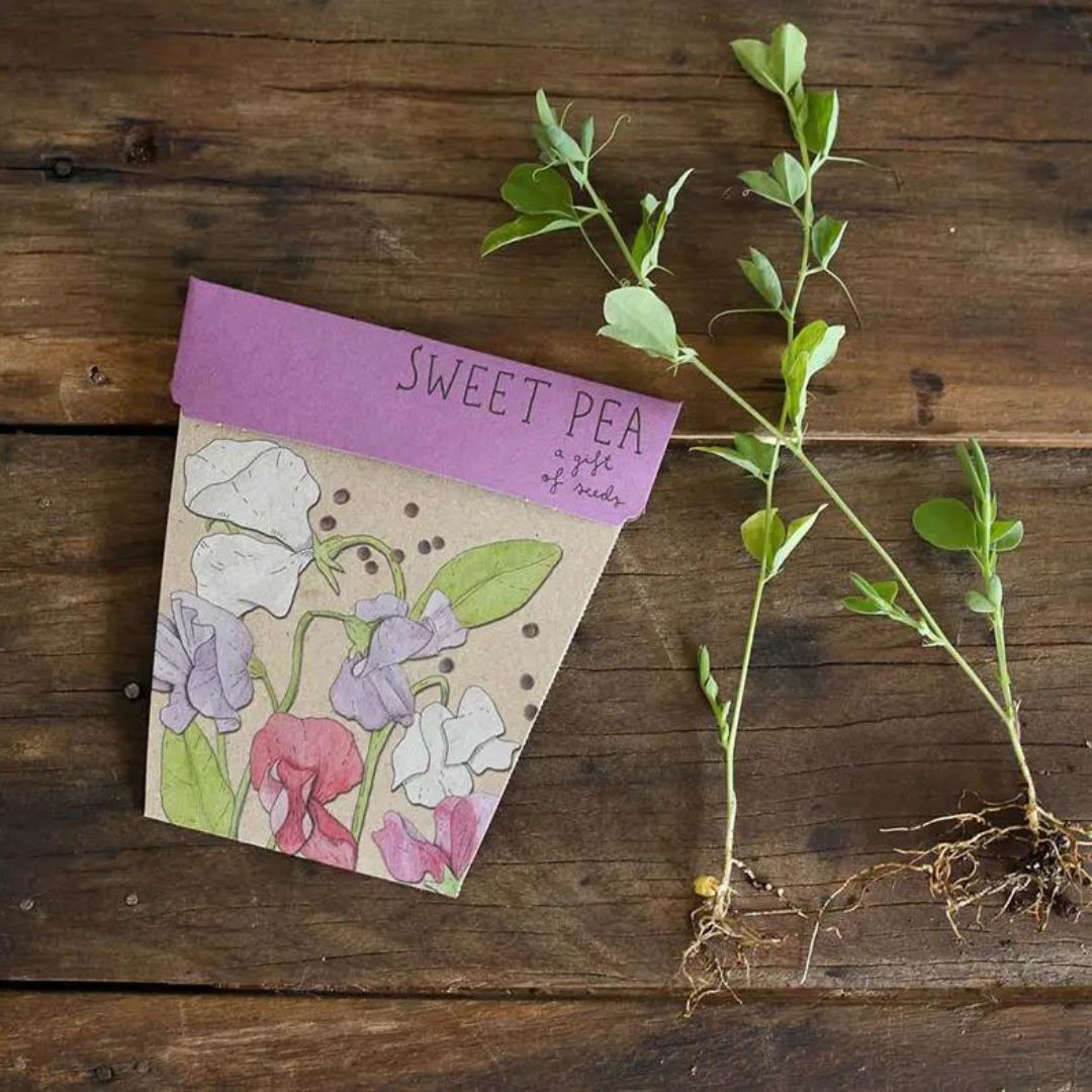 Gift of Seeds - Sweet Pea